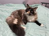 TigerLily  - Must Apply In Person