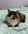 TigerLily  - Must Apply In Person