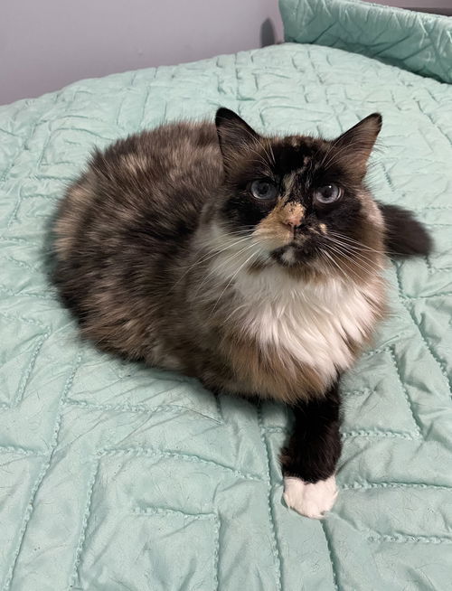 TigerLily  - Must Apply In Person