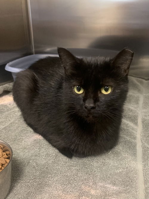 Raven - Must Apply In Person