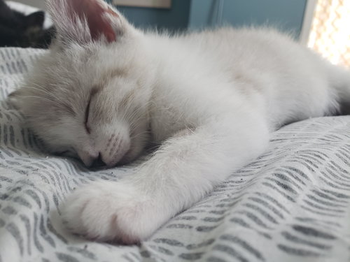 Cream Puff