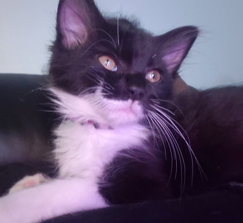 Coco