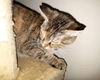 Mew Tew - Must Apply in Person