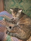Mew Tew - Must Apply in Person