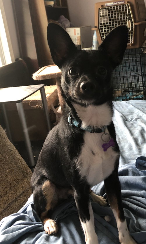 Buddy III