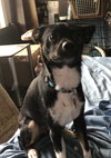 Buddy III