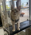Sasha- Must Apply In Person