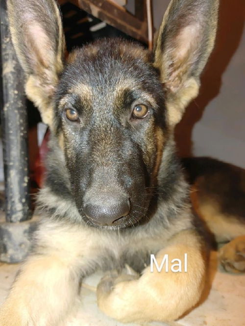 Mal