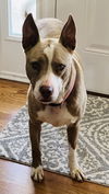 Lolita