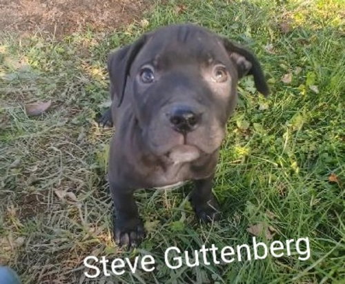 Steve Guttenberg