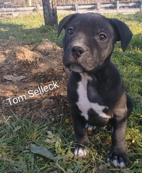 Tom Selleck