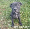 Ted Danson