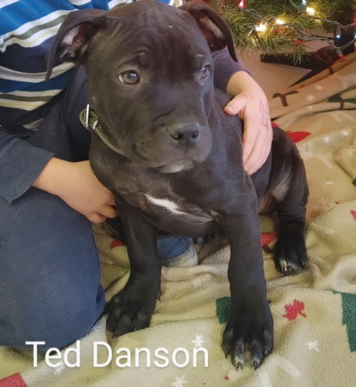 Ted Danson