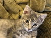Neena