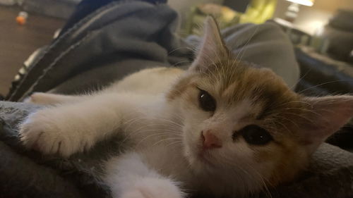 Tara