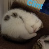 Clint