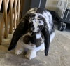 Fiona