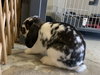 Fiona