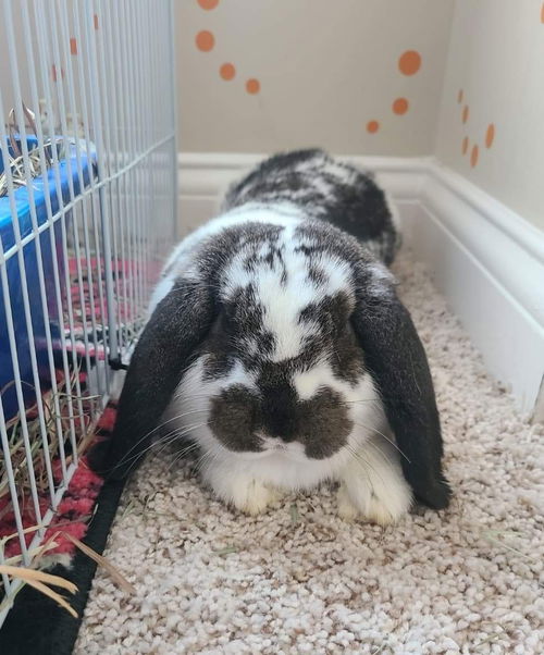 Fiona