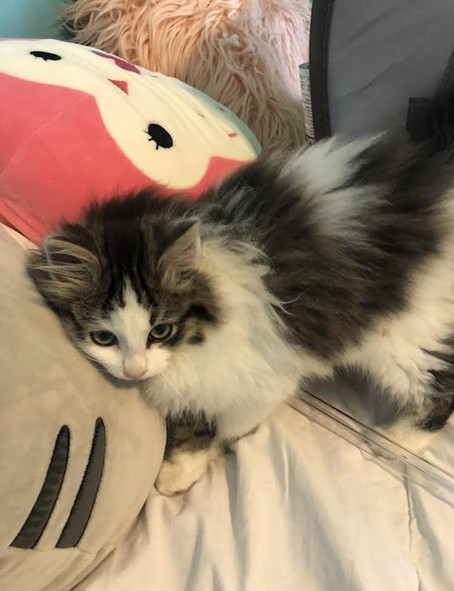 Fluffball