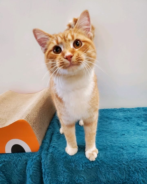 Simon - Must Apply in Person