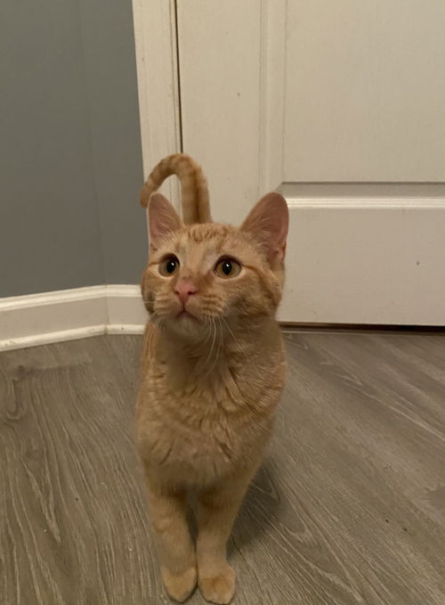 Ginger