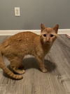 Ginger