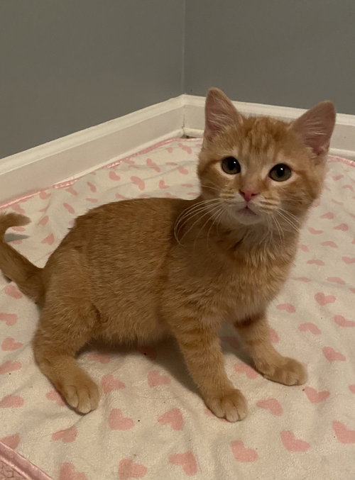 Cinnamon