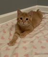 Cinnamon