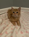 Cinnamon