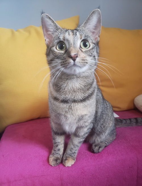 Savannah
