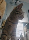Savannah