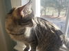 Savannah