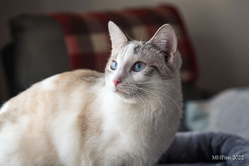 Tiffany Cattish