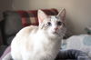Tiffany Cattish