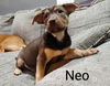 Neo