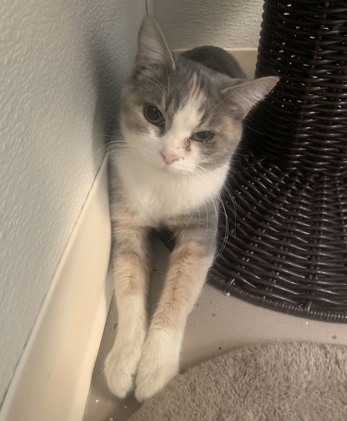 Eloise