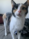 Anya