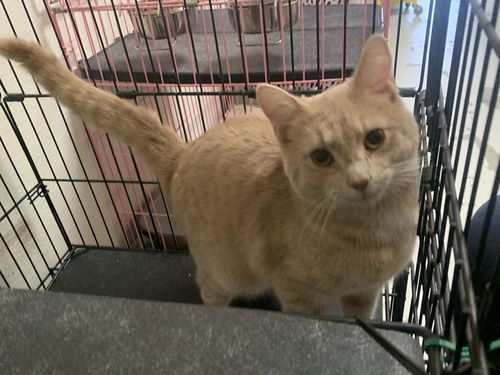 Oscar