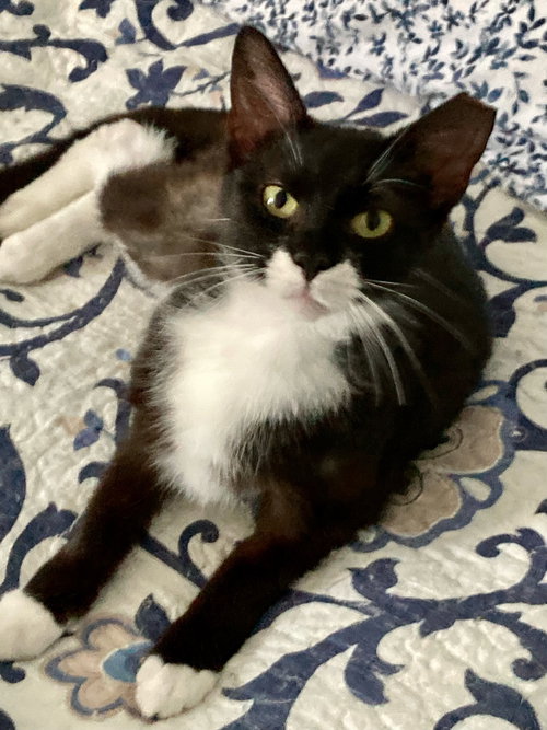 Freya- Must Apply in Person