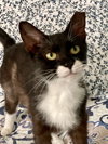 Freya- Must Apply in Person