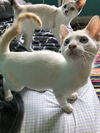 Samson