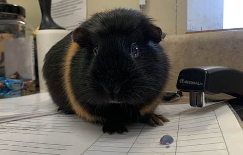 Snickers