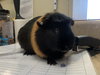 Snickers