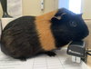 Snickers