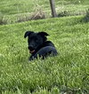 Cora