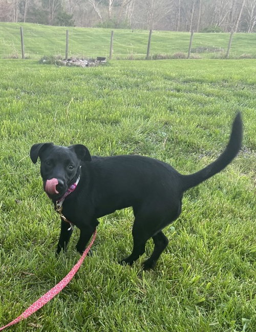 Cora