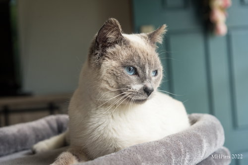 Simon