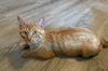 Marmalade