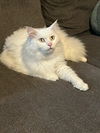 Big Fluff